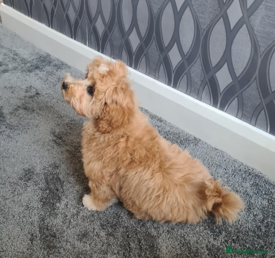 Maltipoo dogs for sale: Tiny f1b maltipoo puppys - Image 5