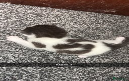 Mixed Breed cats for sale: 4 beautiful mixed breed kittens - Image 2