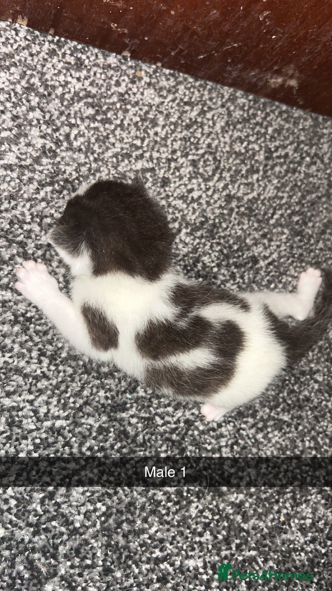 Mixed Breed cats for sale: 4 beautiful mixed breed kittens - Image 2