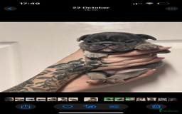 French Bulldog dogs for sale: Beautiful French bulldogs 🐶   - Image 9