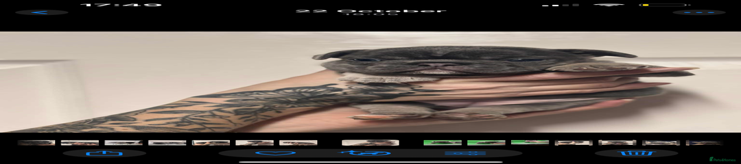 French Bulldog Puppy 3