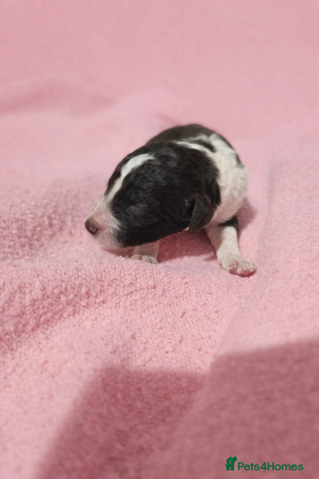 Standard Poodle dogs for sale: Exceptional Standard Poodle Puppies - Advert 5