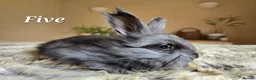 Angora rabbits for sale: Quality Angora Rabbits  - Advert 11