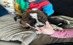 Mixed Breed dogs for sale: American Bulldog cross - Image 1