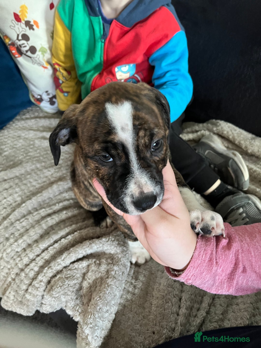 Mixed Breed dogs for sale: American Bulldog cross - Image 1