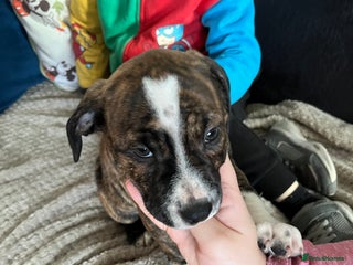 Mixed Breed dogs - Advert 31