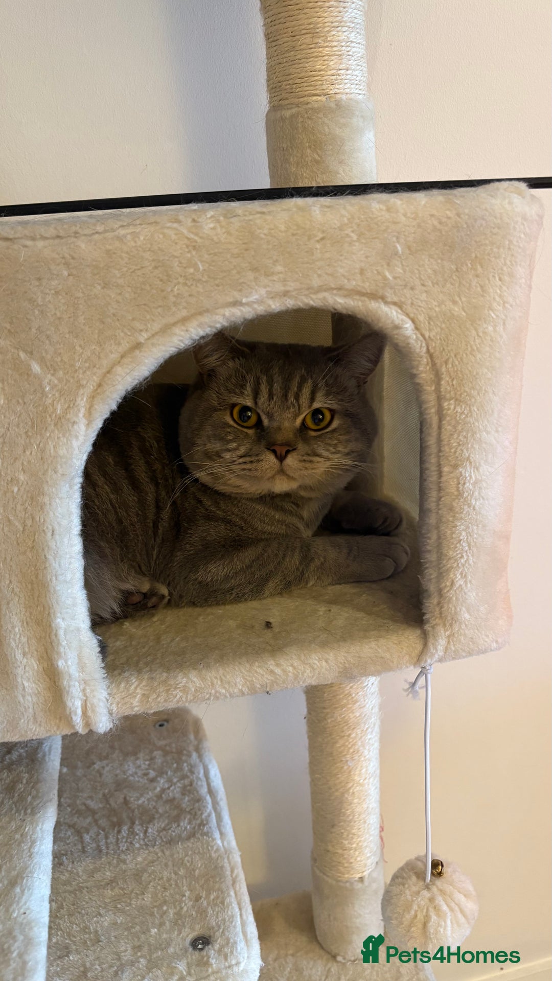 British Shorthair cats for sale: Male BSH 1 Year Old  - Advert 4