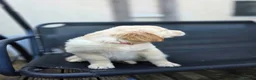 Golden Retriever dogs for sale: Golden retrievers pure breed. - Advert 3