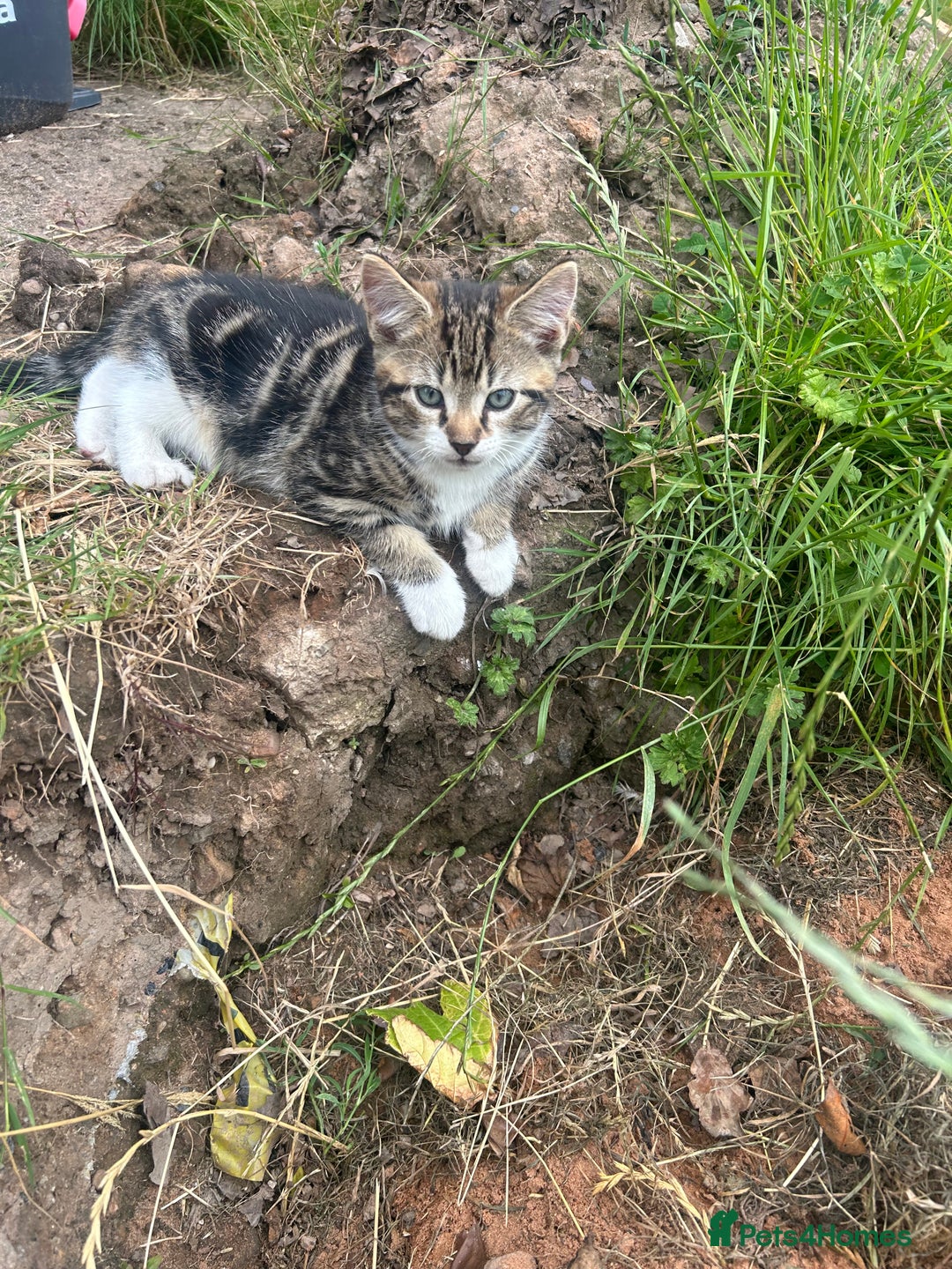 Domestic Shorthair cats for sale: 3 Kittens for sale  - Image 3