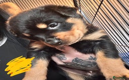 Mixed Breed dogs for sale: Beautiful chunky 3/4 Rottweiler 1/4 sharpei pups  - Image 5