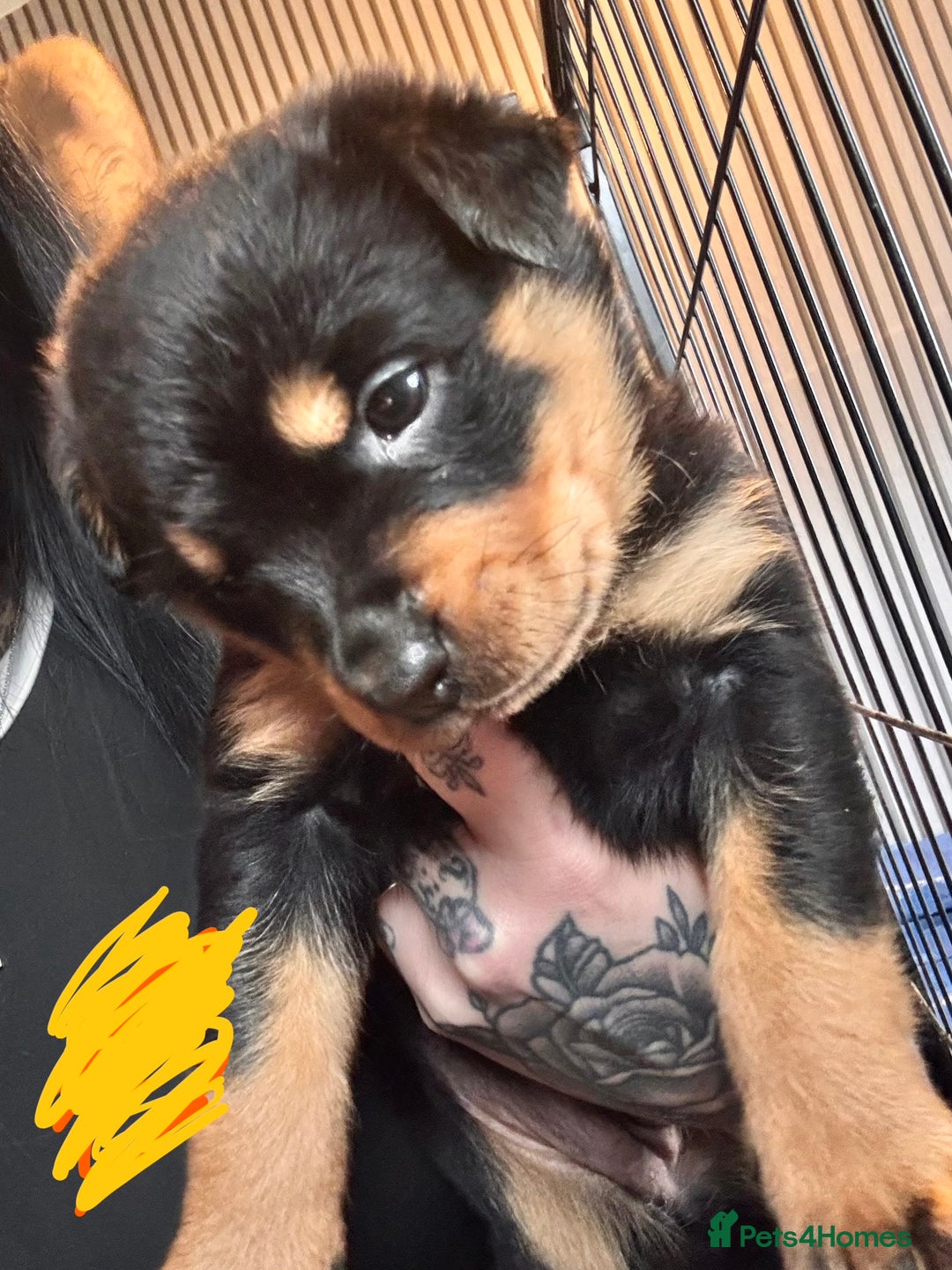 Mixed Breed dogs for sale: Beautiful chunky 3/4 Rottweiler 1/4 sharpei pups  - Image 5