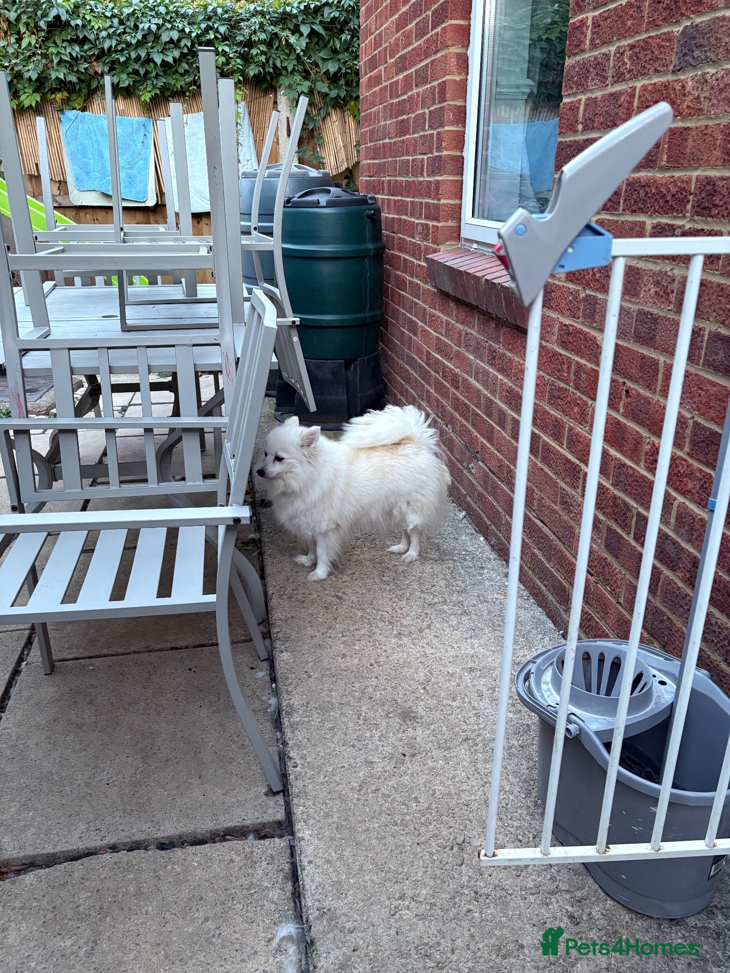 Japanese Spitz dogs Japanese spitz  - Advert 15