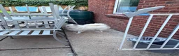 Japanese Spitz dogs for sale: Japanese spitz  in Swindon - Advert 1
