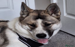 Akita dogs for sale: Loving Akita Purebred Girl - Image 1