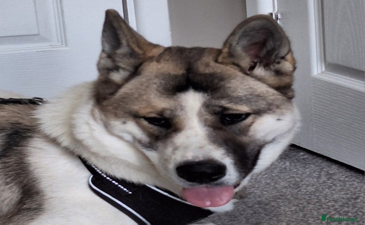 Akita dogs - Advert 1