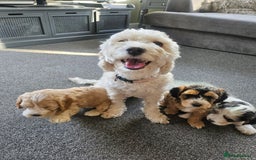 Cockapoo dogs for sale:  7 week old Cockapoos 2 girls ( both sold)  1 boy  - Image 1