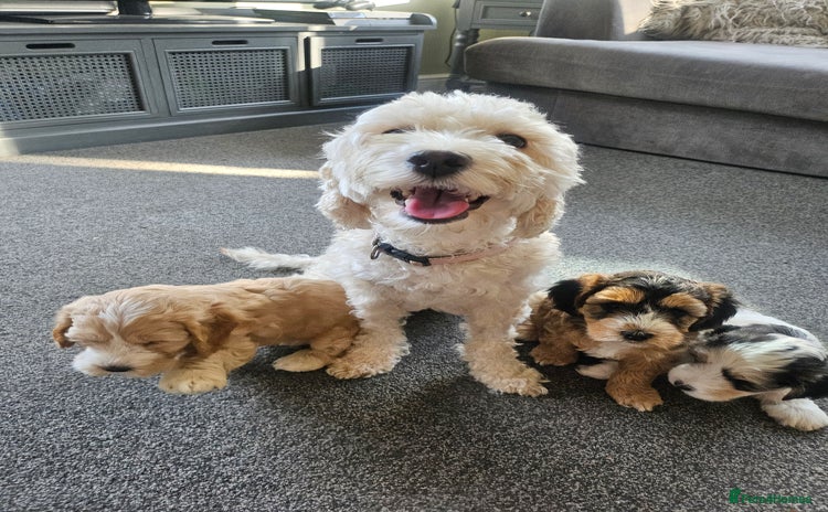 Cockapoo dogs - Advert 8