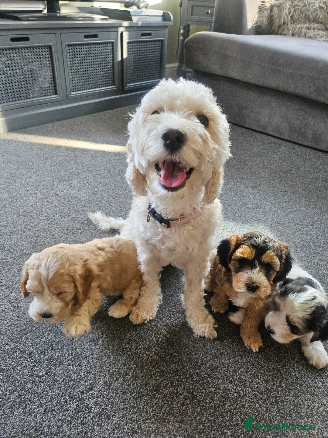Cockapoo dogs for sale:  7 week old Cockapoos 2 girls ( both sold)  1 boy  - Image 1