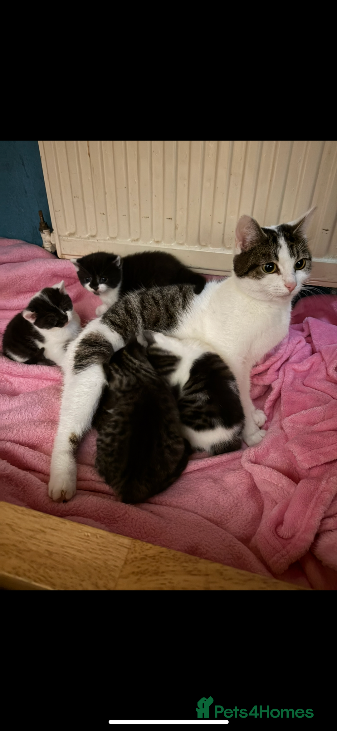 Bengal cats for sale: 3 kittens for sale  - Image 9