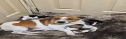 Jack Russell dogs for sale: Jack Russell Boys - Advert 5