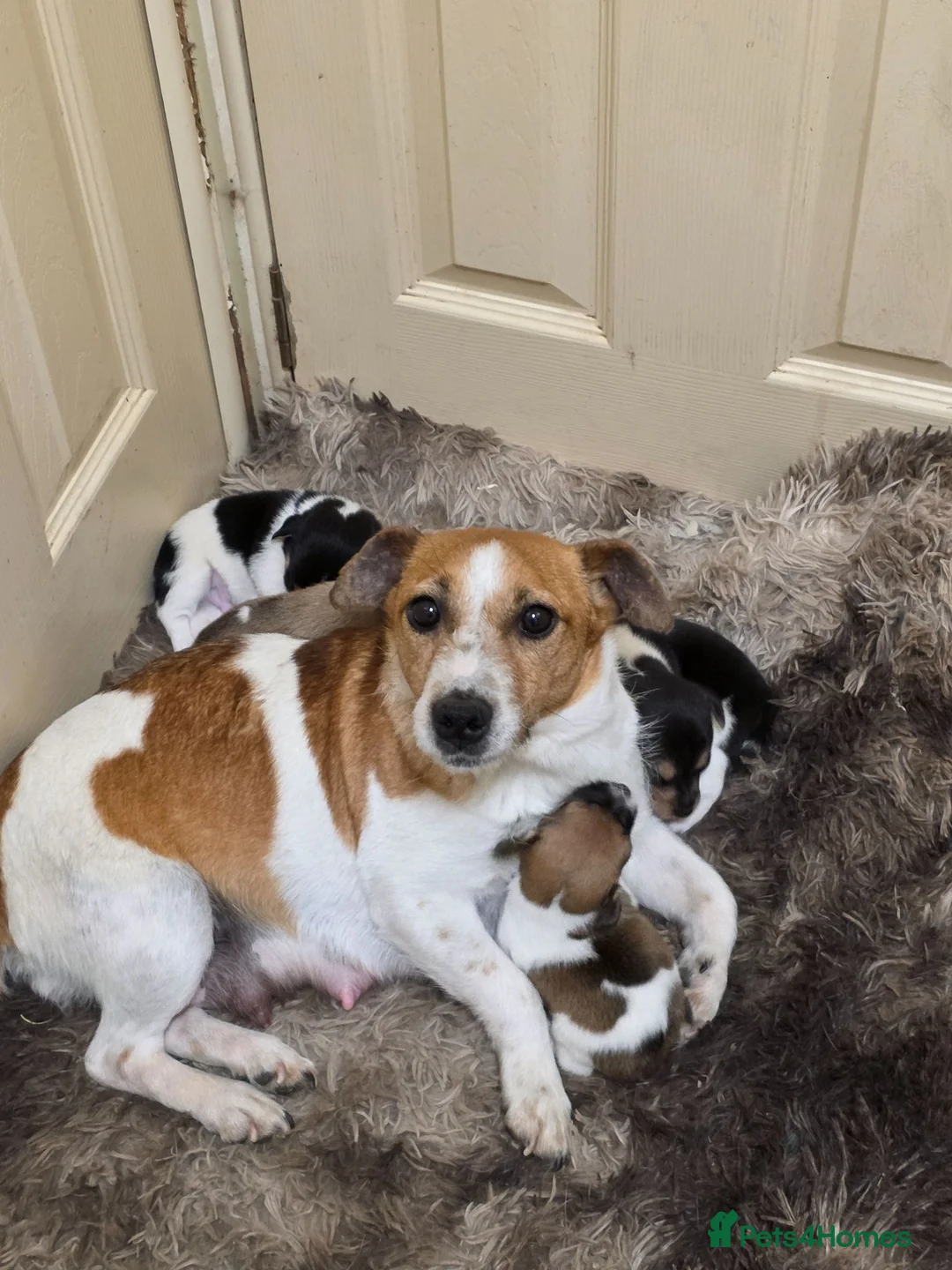 Jack Russell dogs for sale: Jack Russell Boys - Advert 5