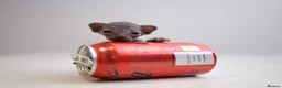 Sphynx cats for sale: Gorgeous silver Sphynx girl - Advert 25