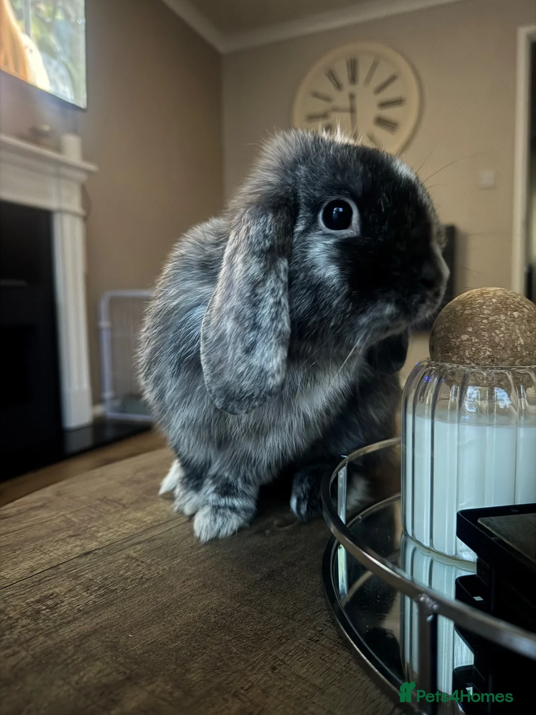 Mini Lop rabbits for sale: Beautiful Pablo the Holland lop  - Advert 4