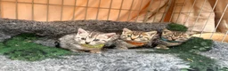 Mixed Breed cats for sale: Beautiful Bengal X kittens for sale  - Advert 5
