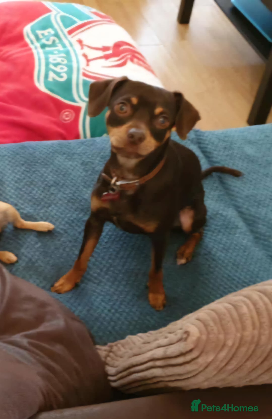 Mixed Breed dogs for sale: Pinched mix - Image 1