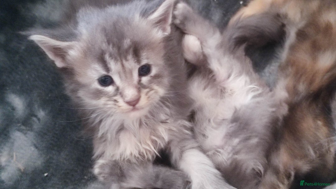Maine Coon cats for sale: Fully health tested and Tica registered  in Great Missenden - Image 8