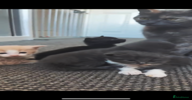 Mixed Breed cats - Advert 3