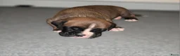 Boxer dogs for sale: Kc boxers - boy and girl are looking for 🏡 - Advert 26