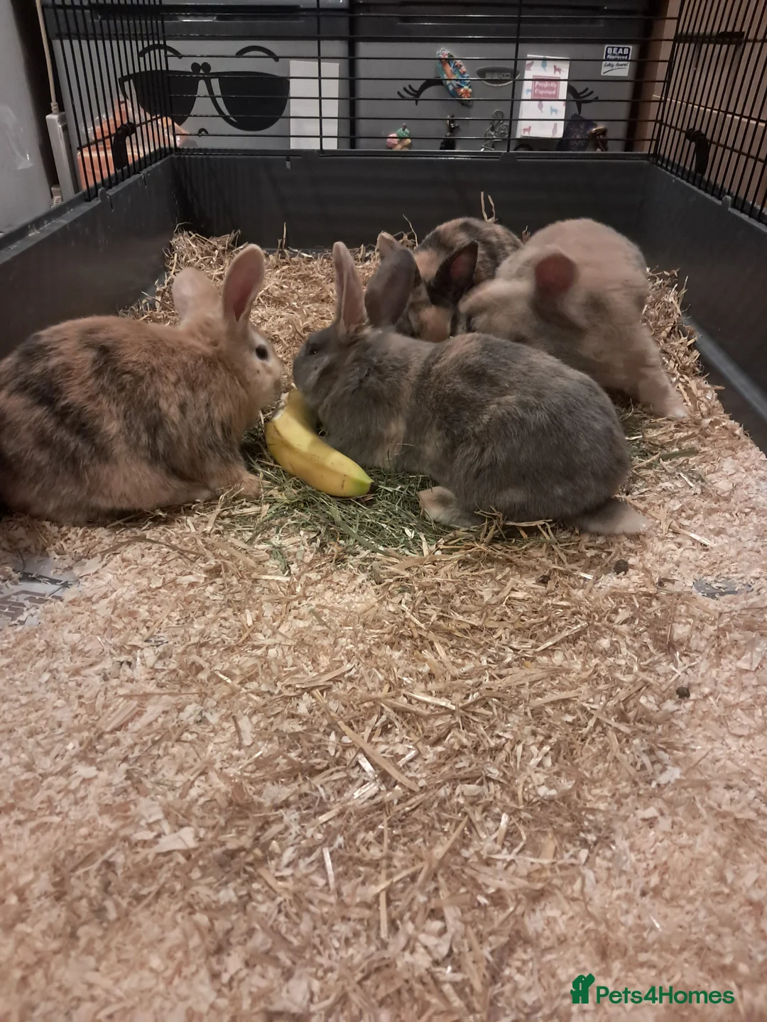 Mixed Breed rabbits for sale: Gorgeous lop x bunnies available  - Advert 9