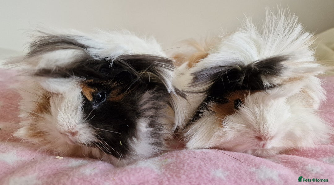 Guinea Pig rodents for sale: Pure Peruvian Sisters - Image 3