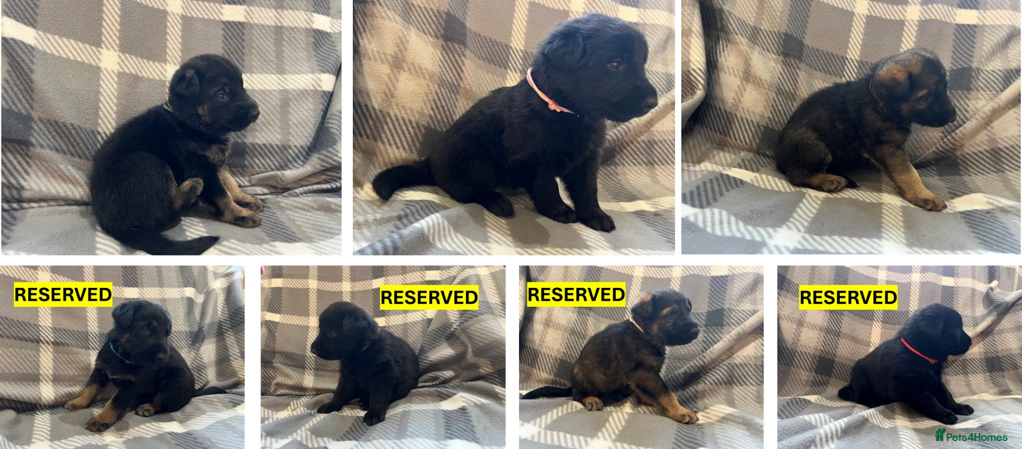 German Shepherd dogs Straight Back w/line German Shepherd puppies - Advert 5