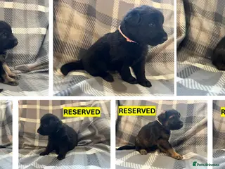 German Shepherd dogs Straight Back w/line German Shepherd puppies - Advert 3