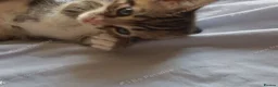 Mixed Breed cats for sale: Sweet Boy Kitten – Ready for New Home - Advert 4