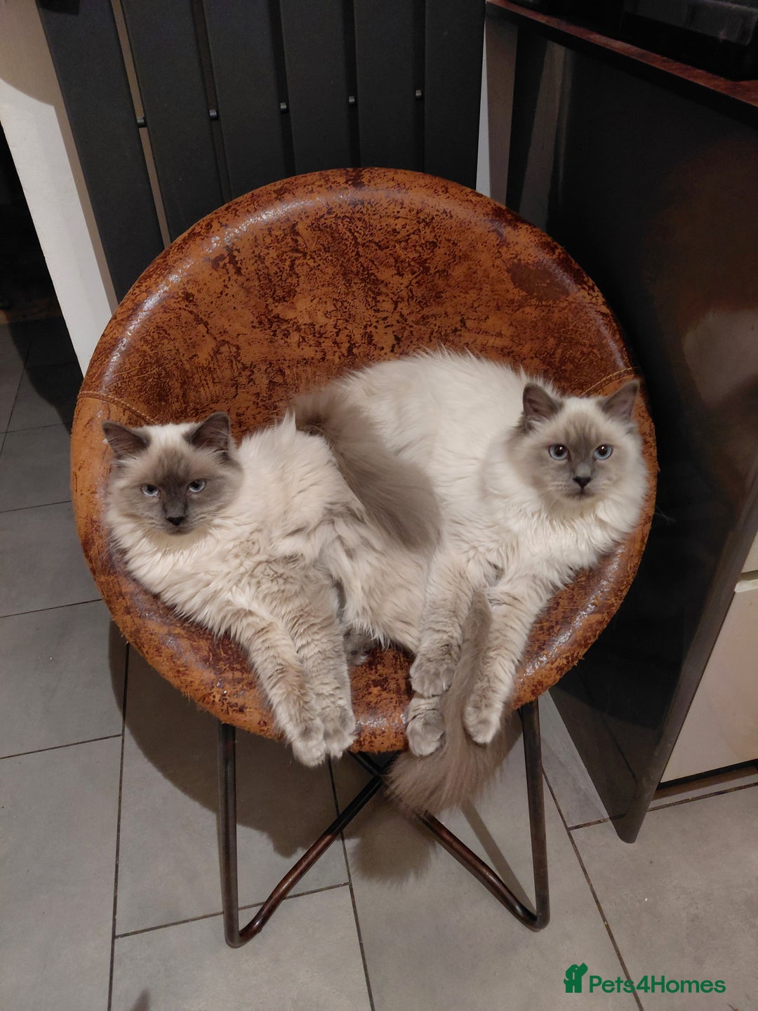 Birman cats for sale: Birman kittens  - Advert 7
