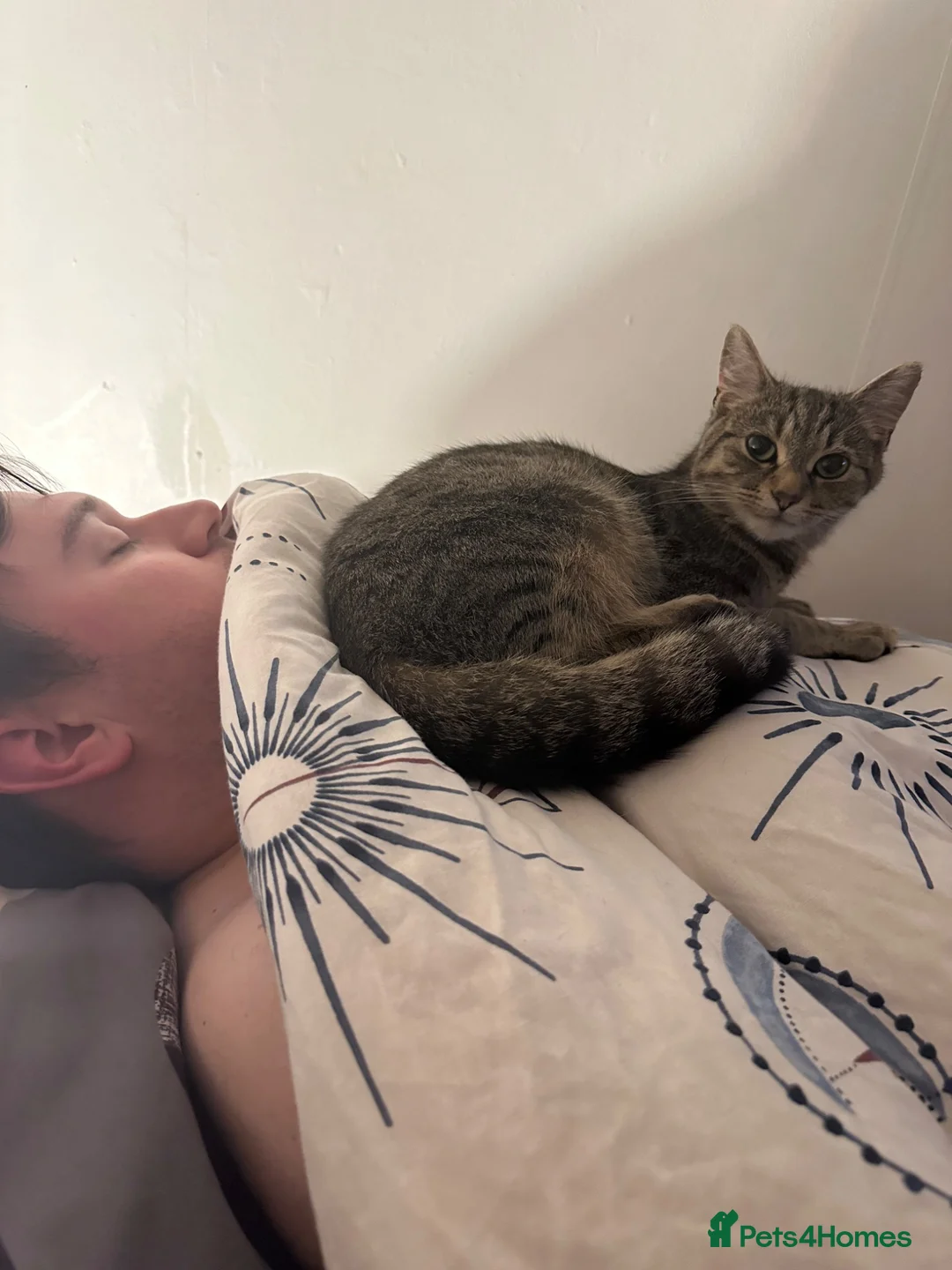 Mixed Breed cats for sale: Cat needs rehoming  in Liverpool - Advert 5
