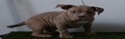 American Bully dogs for sale: Micro American bully puppies  - Advert 12