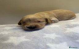 Cockapoo dogs for sale: Stunning f1b cockapoo puppies!!  - Image 5