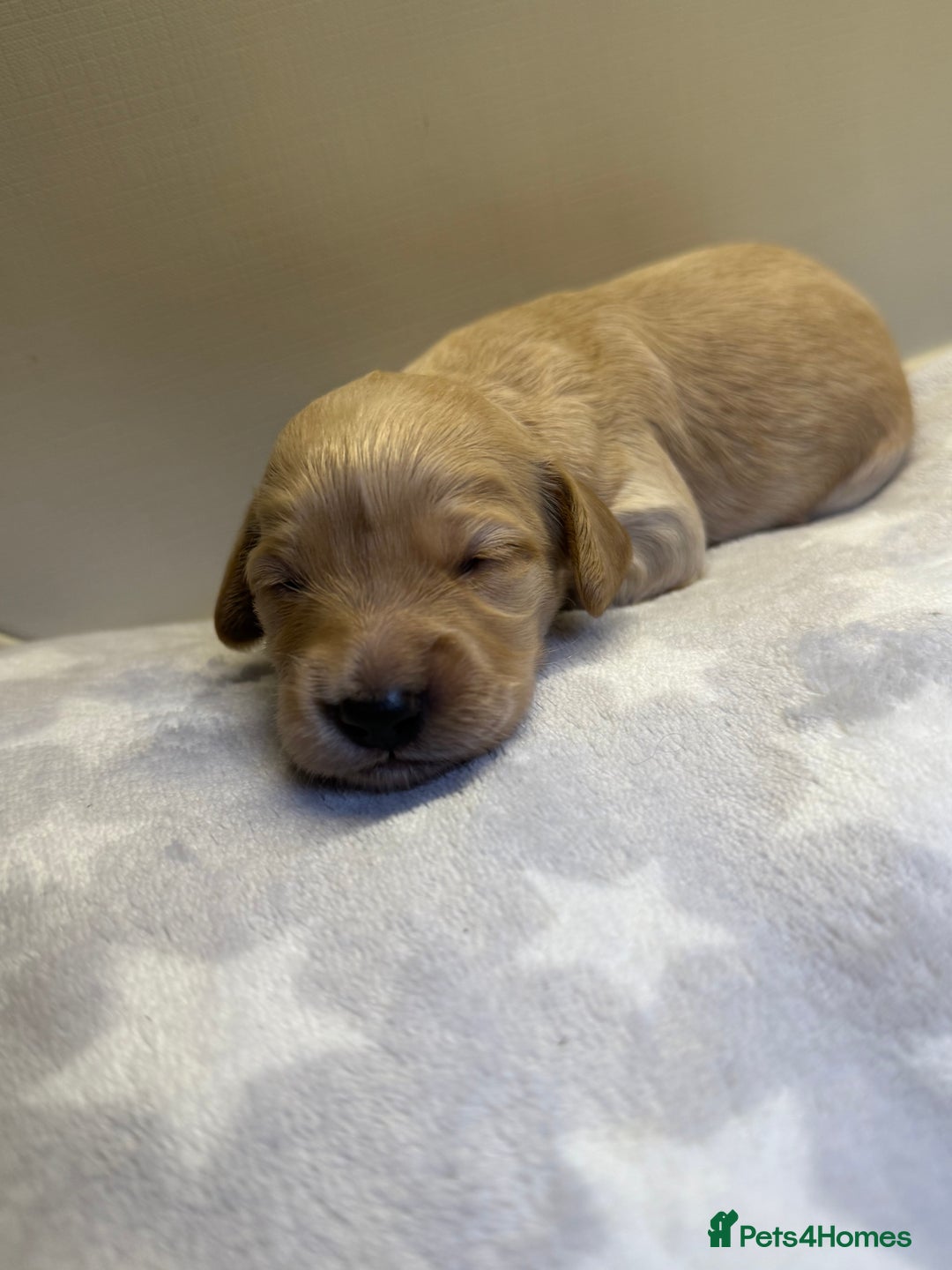 Cockapoo dogs for sale: Stunning f1b cockapoo puppies!!  - Image 5