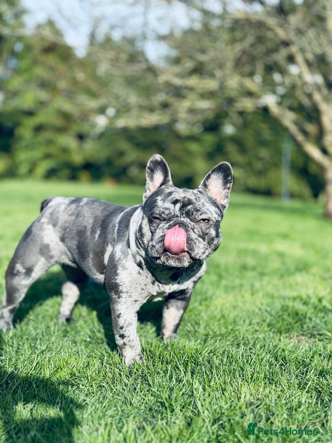 French Bulldog dogs for sale: Pure French bulldog female merle - Image 4