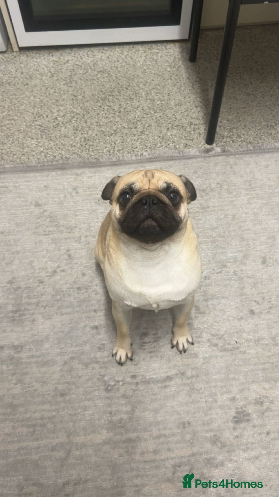 Pug dogs for sale: Pug male - Advert 3