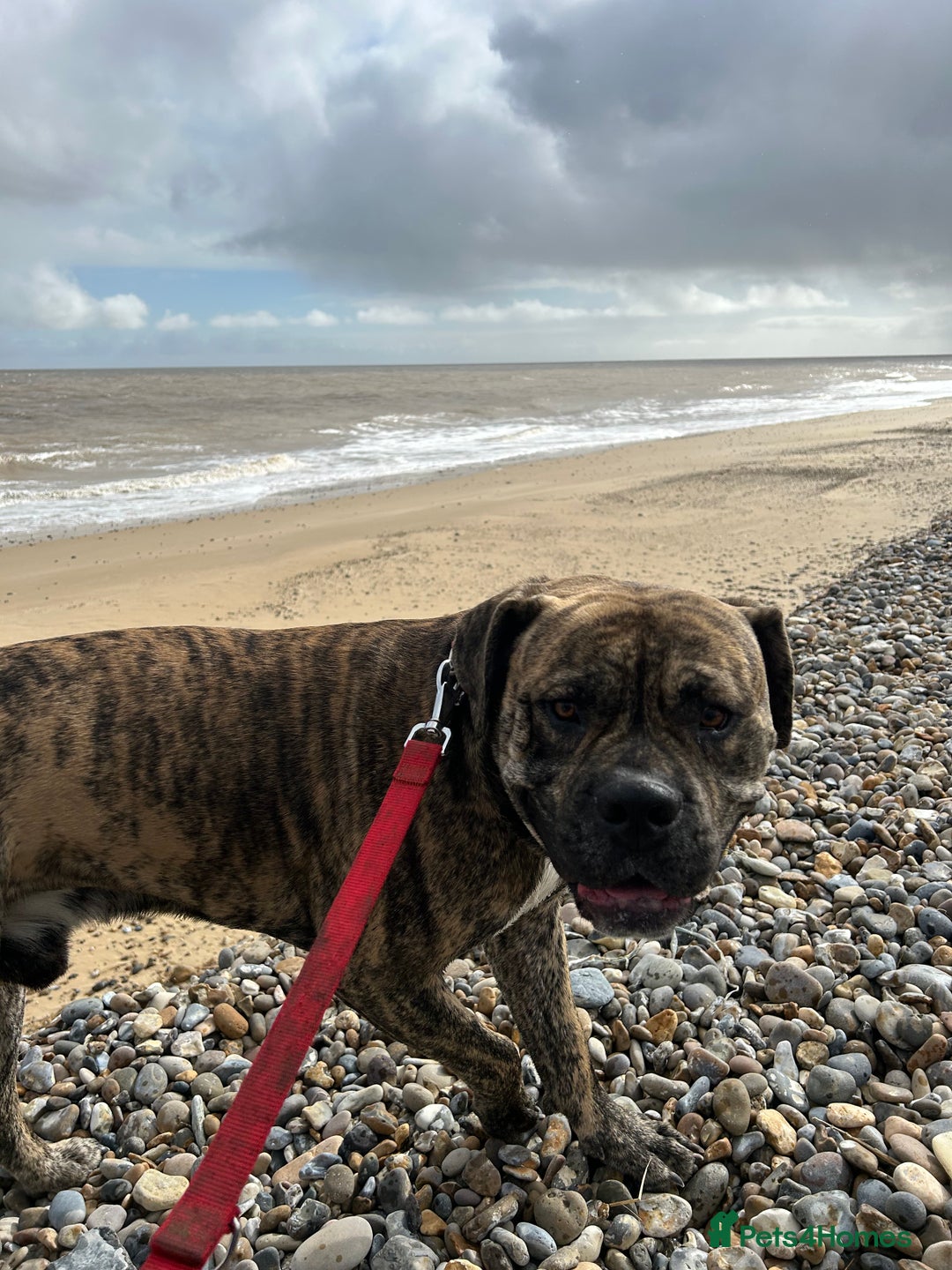 Mastiff dogs for stud: Mastiff for stud  - Image 6