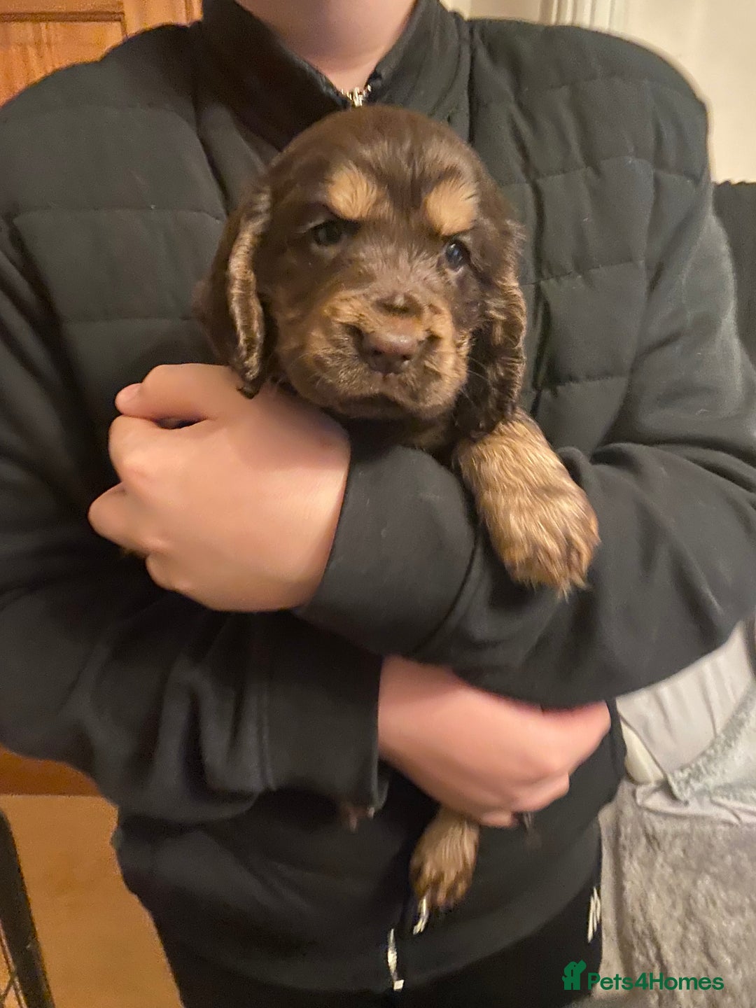 Cocker Spaniel dogs for sale: KC Registered Show Type Cocker Spaniels - Advert 2