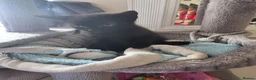 Mixed Breed cats for sale: Black kittens in Nuneaton - Advert 3