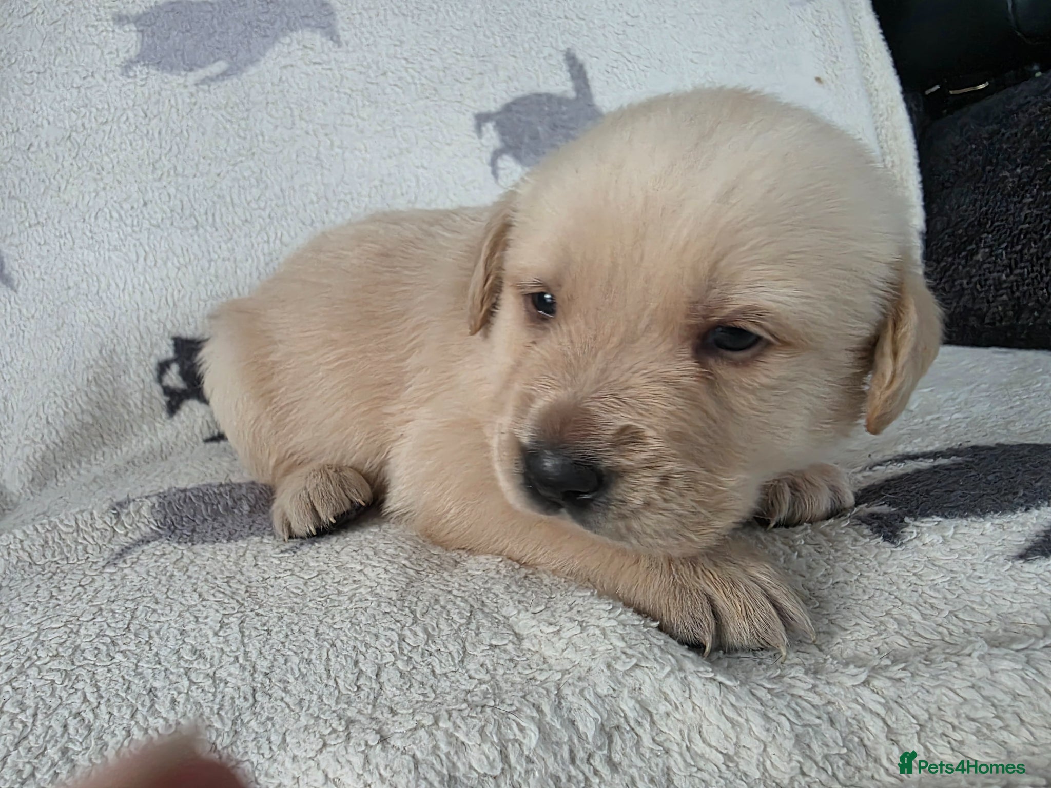 Goldador dogs for sale: retreiver puppys in Newport-on-Tay - Advert 3