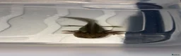 Axolotl reptiles for sale: Juvenile axolotl  - Advert 4