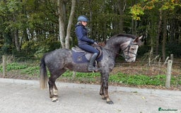 Connemara horses for sale: Smokey Todd - Safe, scopey and sensible - Image 4